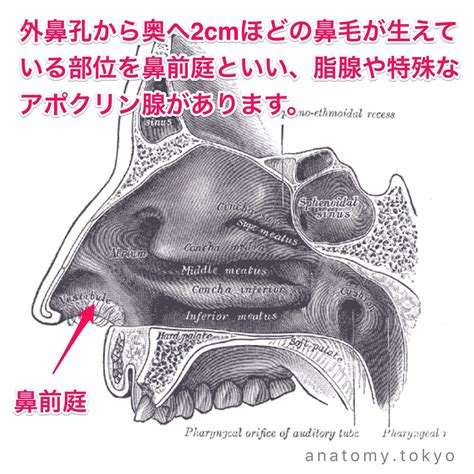 鼻毛 位置